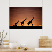 Giraffes at Sunset Poster (Keuken)