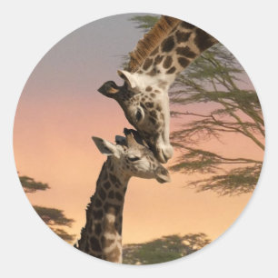 Giraffes begroeten elkaar ronde sticker