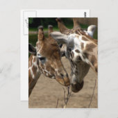 Giraffes Briefkaart (Voorkant / Achterkant)