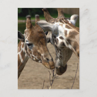 Giraffes Briefkaart
