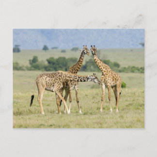 Giraffes Briefkaart