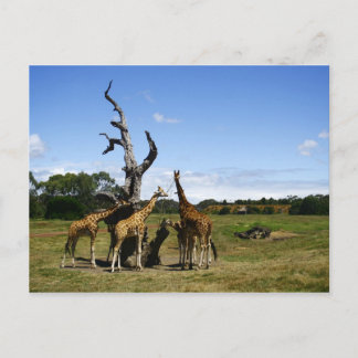 Giraffes Briefkaart