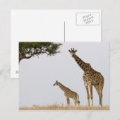 Giraffes Briefkaart (Voorkant / Achterkant)