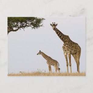 Giraffes Briefkaart