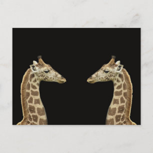 Giraffes Briefkaart