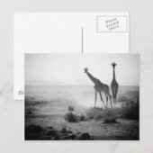 Giraffes Briefkaart (Voorkant / Achterkant)