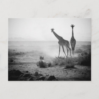 Giraffes Briefkaart