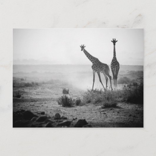 Giraffes Briefkaart (Voorkant)