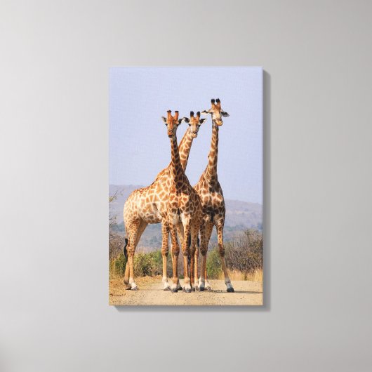 Giraffes Canvas Afdruk (Voorkant)