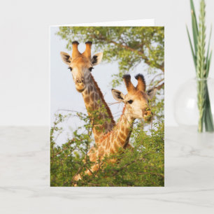 Giraffes die boven de vegetatie zitten kaart