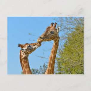 Giraffes die elkaar kussen briefkaart