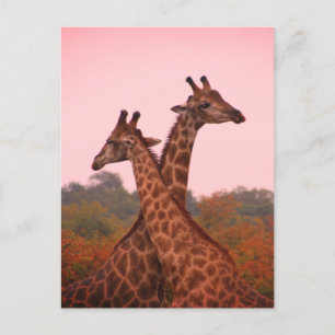 Giraffes die in Mopani bomen staan met roze lucht Briefkaart