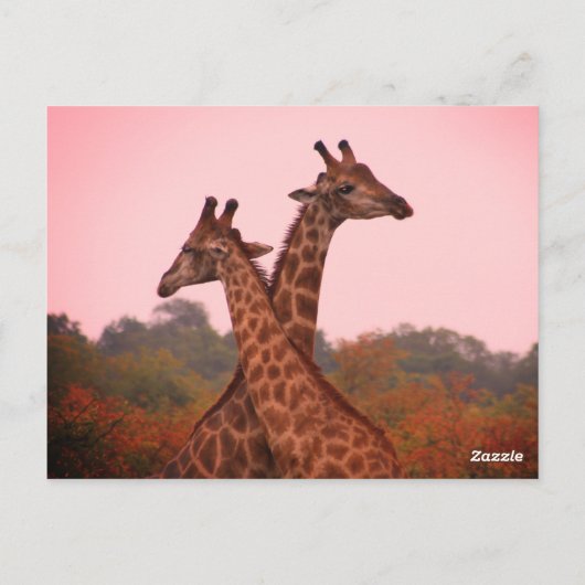 Giraffes die in Mopani bomen staan met roze lucht Briefkaart (Achterkant)
