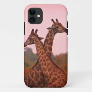 Giraffes die in Mopani bomen staan met roze lucht iPhone 11 Hoesje