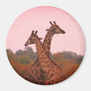Giraffes die in Mopani bomen staan met roze lucht Magneet