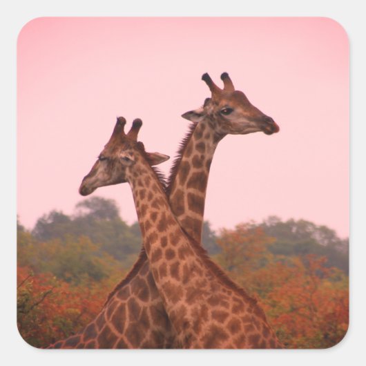 Giraffes die in Mopani bomen staan met roze lucht Vierkante Sticker (Voorkant)