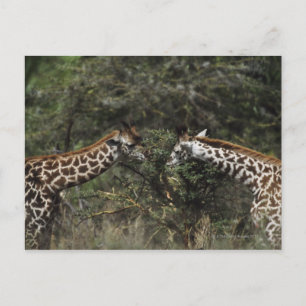 Giraffes die zich voeden met de Acacia-tak in Afri Briefkaart