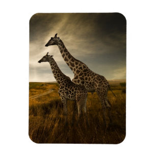 Giraffes en landschap magneet
