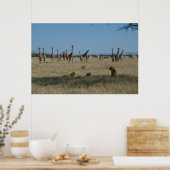 Giraffes en leeuwen poster (Keuken)