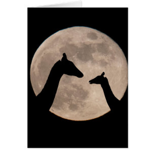 Giraffes En Pleine lune