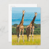 Giraffes in de Savanna, Uganda Briefkaart (Voorkant / Achterkant)