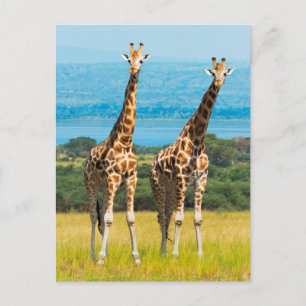 Giraffes in de Savanna, Uganda Briefkaart