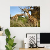 Giraffes in het veld door bomen poster (Thuiskantoor)