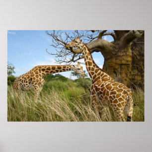 Giraffes in het veld door bomen poster