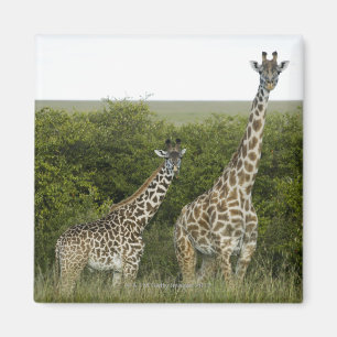 Giraffes in Kenia, Afrika 2 Magneet