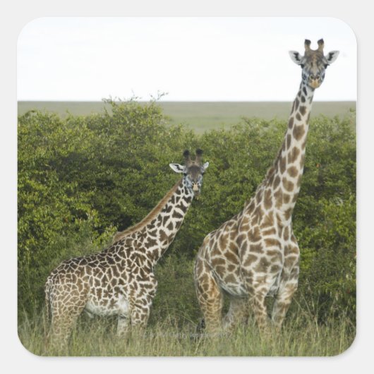 Giraffes in Kenia, Afrika 2 Vierkante Sticker (Voorkant)