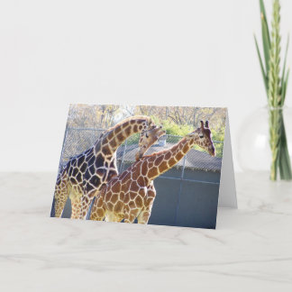 Giraffes in Liefde Kaart