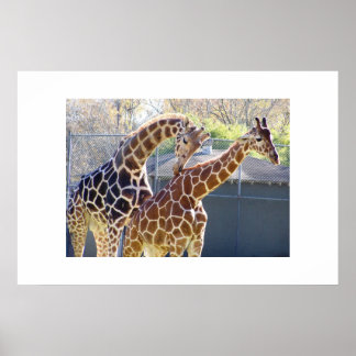 Giraffes in liefde poster