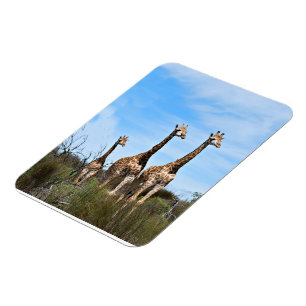 Giraffes in Soft Savannah Light Magneet
