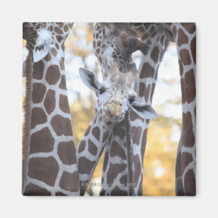 Giraffes in Tama Zoo, Tama Zoo, Tokio Magneet