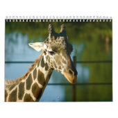 Giraffes Kalender (Hoes)