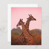 Giraffes met een roze lucht (Voorkant / Achterkant)