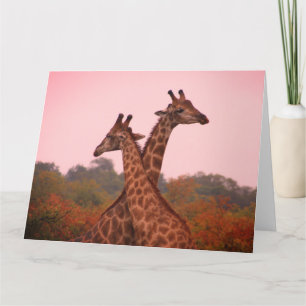 Giraffes met een roze lucht kaart