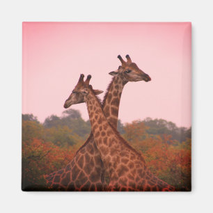 Giraffes met een roze lucht magneet