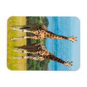 Giraffes op de Savanna in Oeganda Magneet (Horizontaal)
