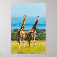 Giraffes op de Savanna in Oeganda