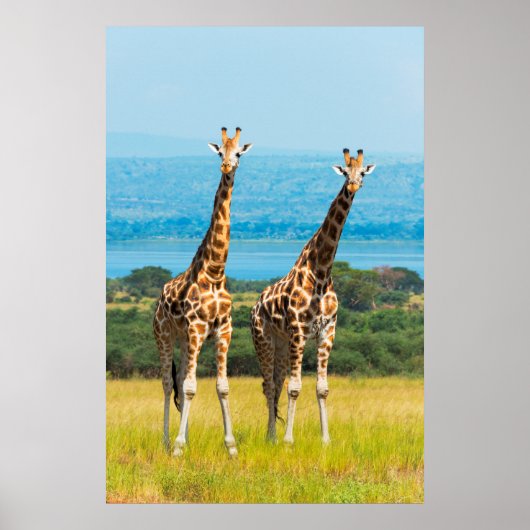 Giraffes op de Savanna in Oeganda Poster (Voorkant)