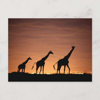 Giraffes op Sunset Briefkaart