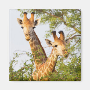 Giraffes Peeking Above Vegetation Magneet