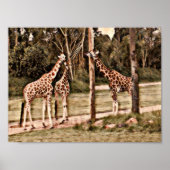 Giraffes Poster (Voorkant)
