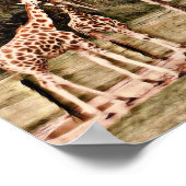 Giraffes Poster (Hoek)