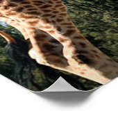 Giraffes Poster (Hoek)