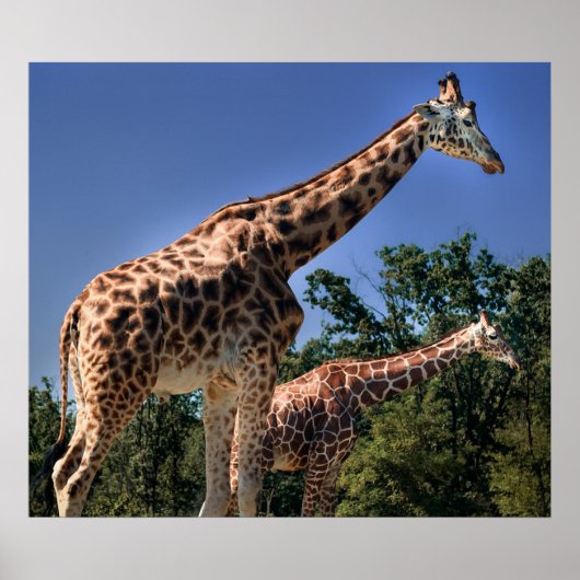 Giraffes Poster (Voorkant)