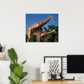 Giraffes Poster (Thuiskantoor)