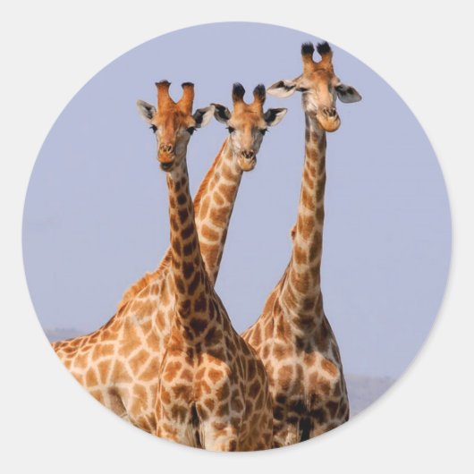 Giraffes Ronde Sticker (Voorkant)