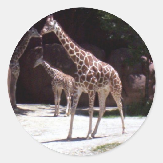Giraffes Ronde Sticker (Voorkant)